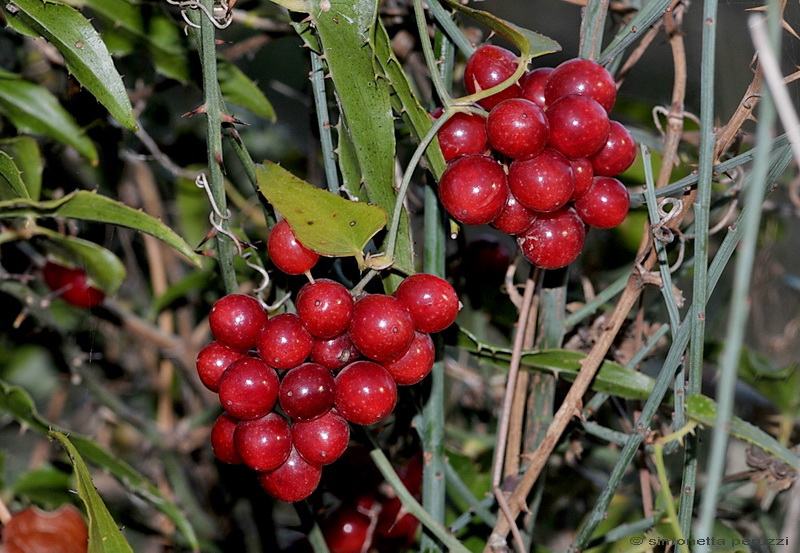 Smilax aspera  L.- Salsapariglia